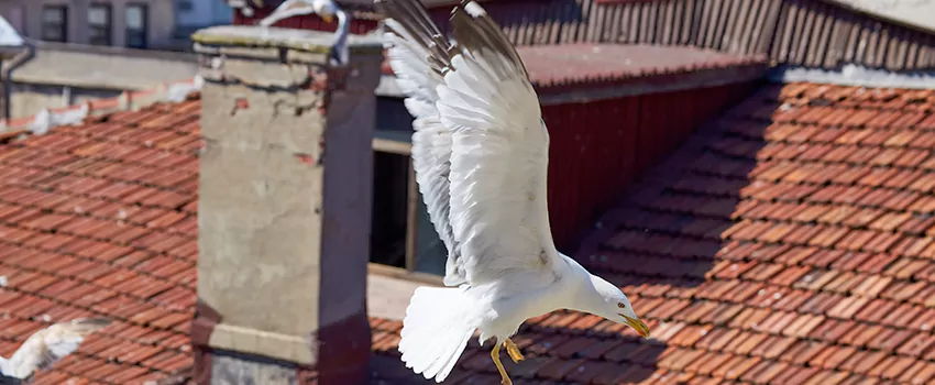 Residential Chimney Animal Removal Solution in Homer Glen, IL